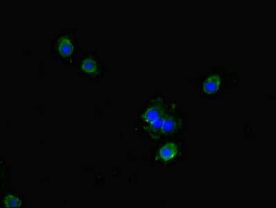Polyclonal Rabbit anti-Human GCHFR Antibody (IHC, IF)