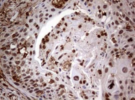 USP44 Antibody (aa420-712, clone OTI1F9)