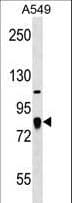 Polyclonal Rabbit anti-Human FGD3 Antibody (aa575-601, WB)