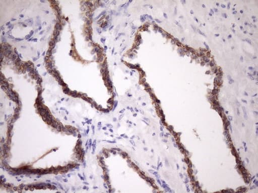 Monoclonal Mouse anti-Human GLOD2 / MCEE Antibody (clone OTI1B5, IHC, WB)