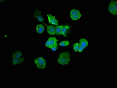 CASP7 / Caspase 7 Antibody