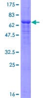 Human PANX1 / Pannexin 1 Protein (Recombinant GST)