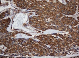 SCFD1 / SLY1 Antibody (clone OTI4D2)