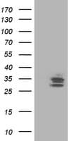 SSR1 Antibody (clone OTI3E5)