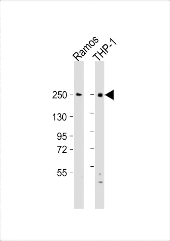 DOCK8 Antibody (aa2056-2090)