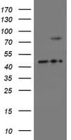 SKIL / SNO / SnoN Antibody (clone OTI3E9)