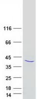 Human APOL3 / Apolipoprotein L 3 (Recombinant Myc-DDK (Flag))