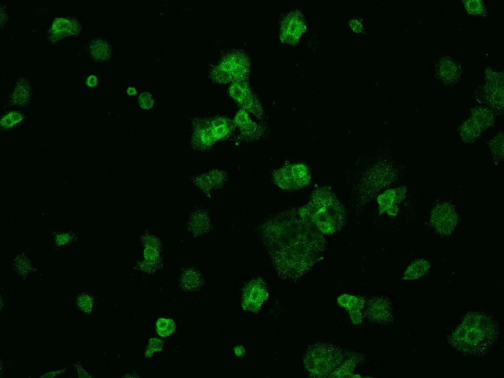 VKORC1 Antibody