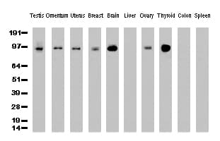 PECAM-1 / CD31 Antibody (clone UMAB31, Carrier-free)