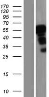 MLR2 / LCOR Protein (Over-Expression Lysate Myc-DDK (Flag))