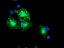 SCHIP1 Antibody (clone OTI1G6, Carrier-free)