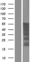 FAM90A1 Protein (Over-Expression Lysate Myc-DDK (Flag))