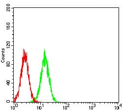 BAG1 / BAG-1 Antibody (clone 2F7A11)