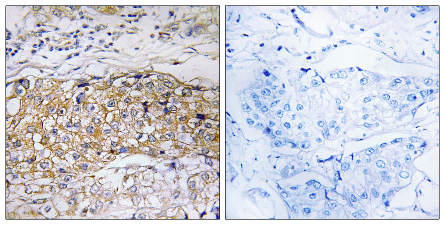 USP24 Antibody (aa21-70)