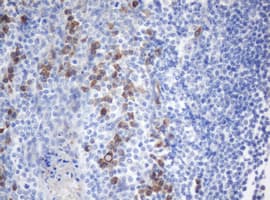 Monoclonal Mouse anti-Human SRPRB Antibody (clone OTI2B9, IHC, WB)