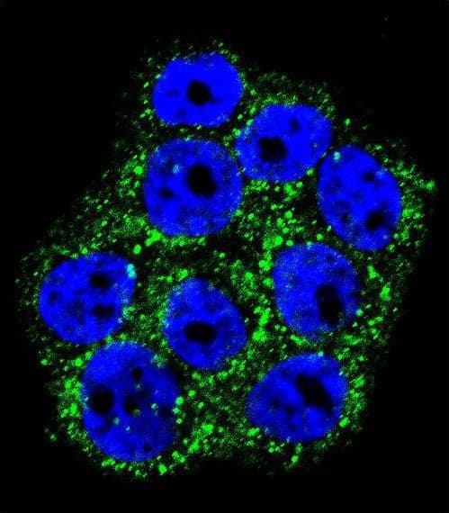 Polyclonal Rabbit anti-Human GLO1 / Glyoxalase I Antibody (aa23-51, IHC, IF, WB)