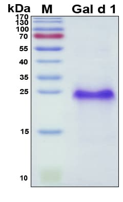 Chicken Ovomucoid / Gal d 1 Protein (Recombinant His, N-Terminal)