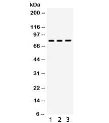 Polyclonal Rabbit anti-Human POLH / DNA Polymerase Eta Antibody (WB)