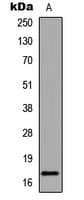 Histone H3 Antibody (Acetyl-Lys18)