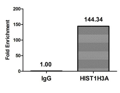 HIST1H3A Antibody (phospho-Thr6)