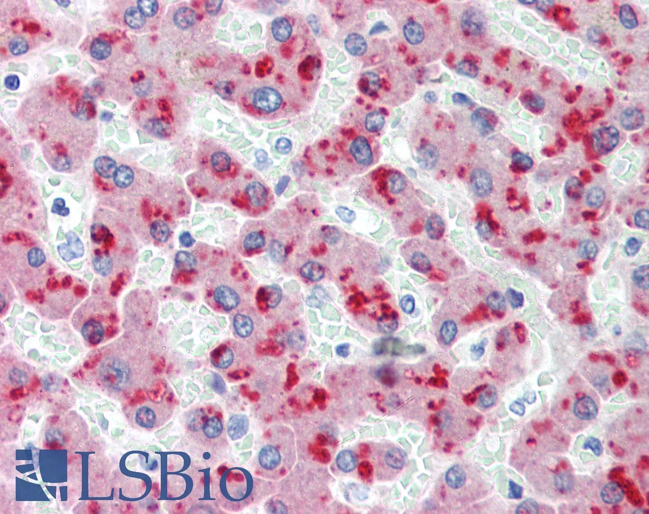 IHC-plus™ Monoclonal Mouse anti-Human CFH / Complement Factor H Antibody (clone OX-24, IHC, WB)