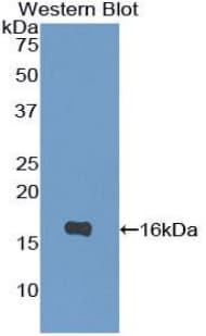 IL4 Antibody (aa25-133, APC, Cy7)