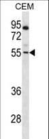 PAX7 Antibody (aa181-210)