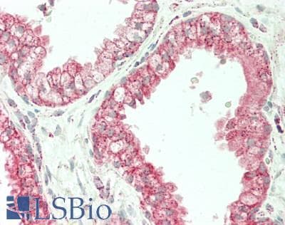 IHC-plus™ ENOX2 Antibody