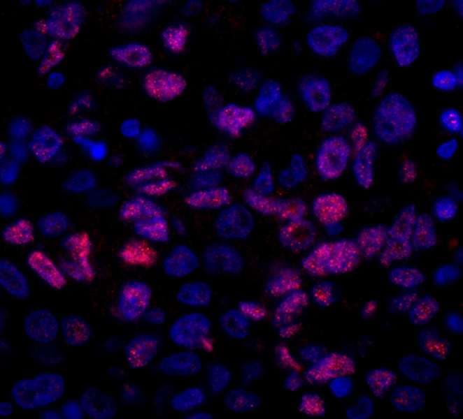 NCOA5 Antibody (aa525-C-term)