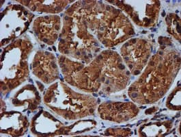 Endonuclease G / ENDOG Antibody (clone OTI5F1)