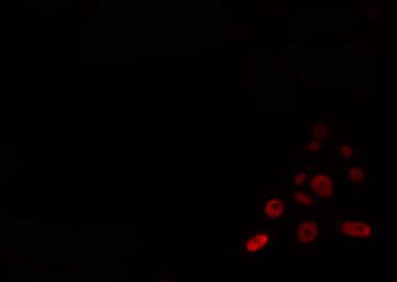 TOP3A Antibody