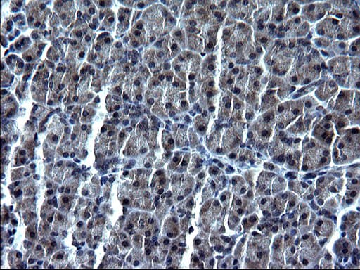 SMAD1 Antibody (clone OTI1C2)
