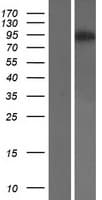 USP5 Protein (Over-Expression Lysate Myc-DDK (Flag))