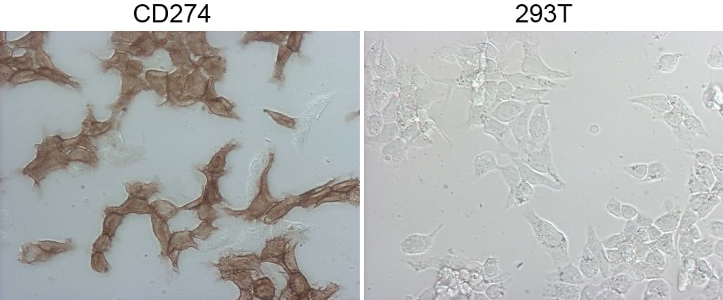 CD274 / B7-H1 / PD-L1 Antibody (aa19-239, clone OTI13G7)