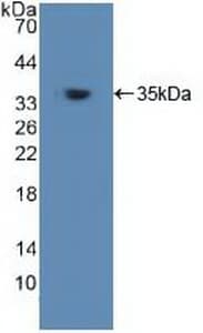 TRAF6 Antibody (aa153-423, PE)