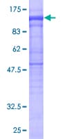 Human PLCD4 Protein (Recombinant GST)