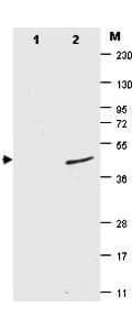 Monoclonal Mouse anti-Yeast Yeast SUMO Antibody (clone 4F2.F5.G2, IHC, WB)