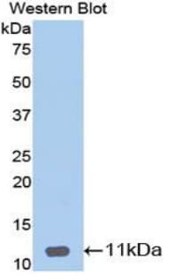 DEFB1 / BD-1 Antibody (aa22-69, APC)