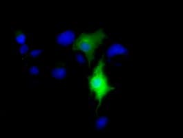 CD80 Antibody (clone OTI10D8)