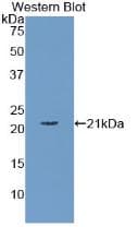 APOC3 / Apolipoprotein C III Antibody (aa21-99, Biotin)