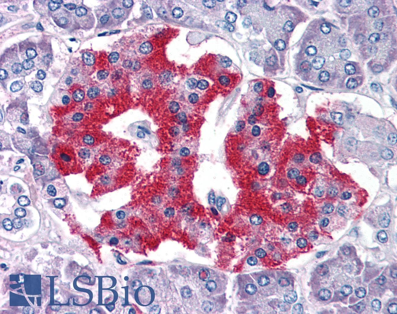 IHC-plus™ GRB2 Antibody (aa206-217)