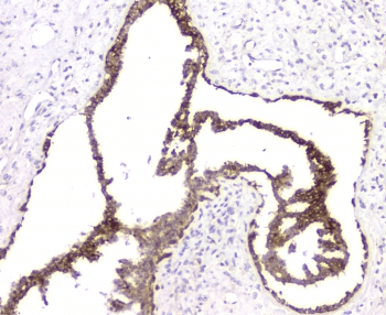 RMI2 / C16orf75 Antibody