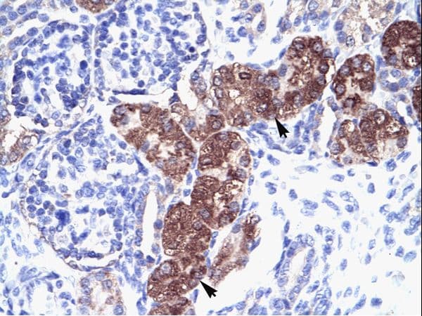 SOX18 Antibody (aa271-320)