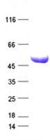 Human ABCB1 / MDR1 / P Glycoprotein (Recombinant His,C-terminus)