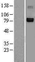 NFATC1 / NFAT2 Protein (Over-Expression Lysate Myc-DDK (Flag))