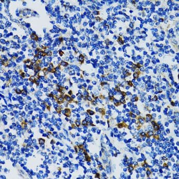 STAT3 Antibody