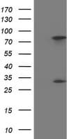 PYCRL Antibody (clone OTI3E1, Carrier-free)