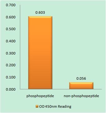 BAX Antibody (phospho-Thr167)