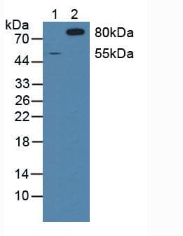 SIRPA / CD172a Antibody (aa105-324, Biotin)
