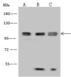 MAP7 Antibody